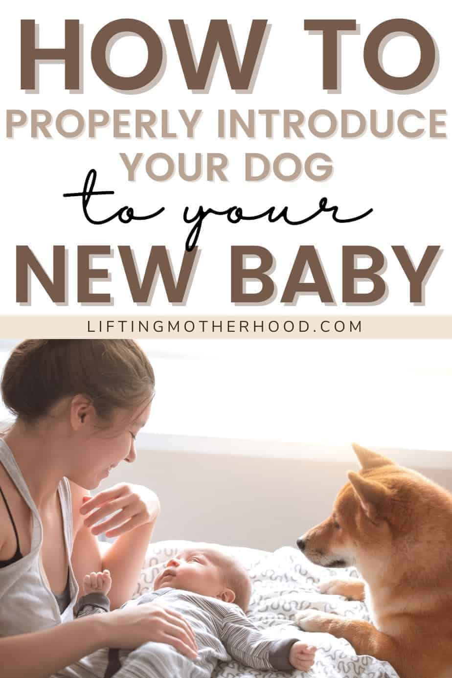 Prepare Your Dog For A Baby Tips And Experience Lifting Motherhood