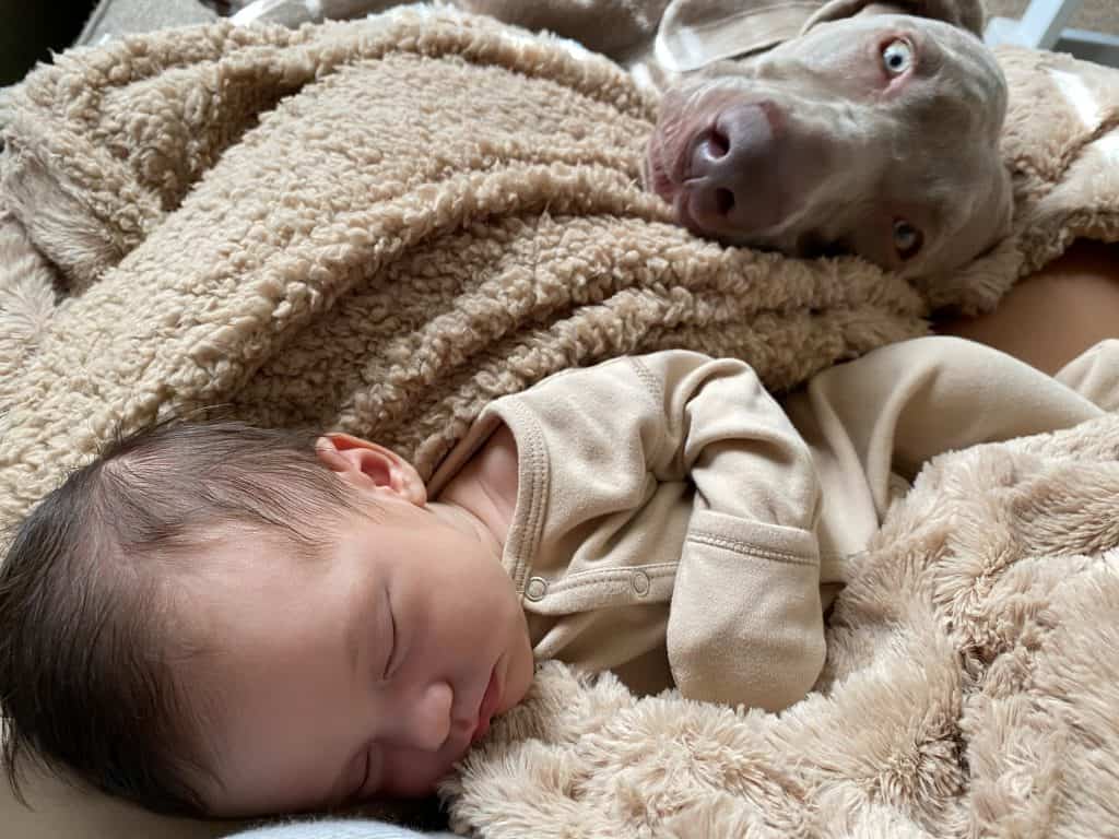 dog with newborn baby